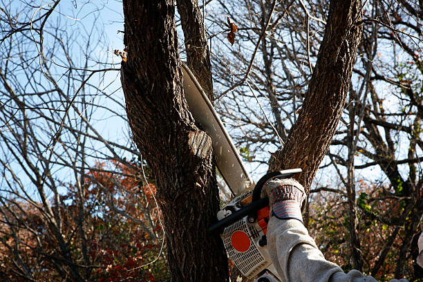 How Our Tree Care Process Works  in  Beardstown, IL