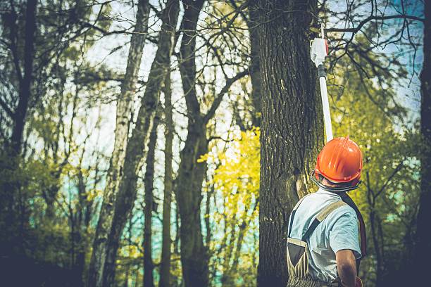 Beardstown, IL Tree Care Company